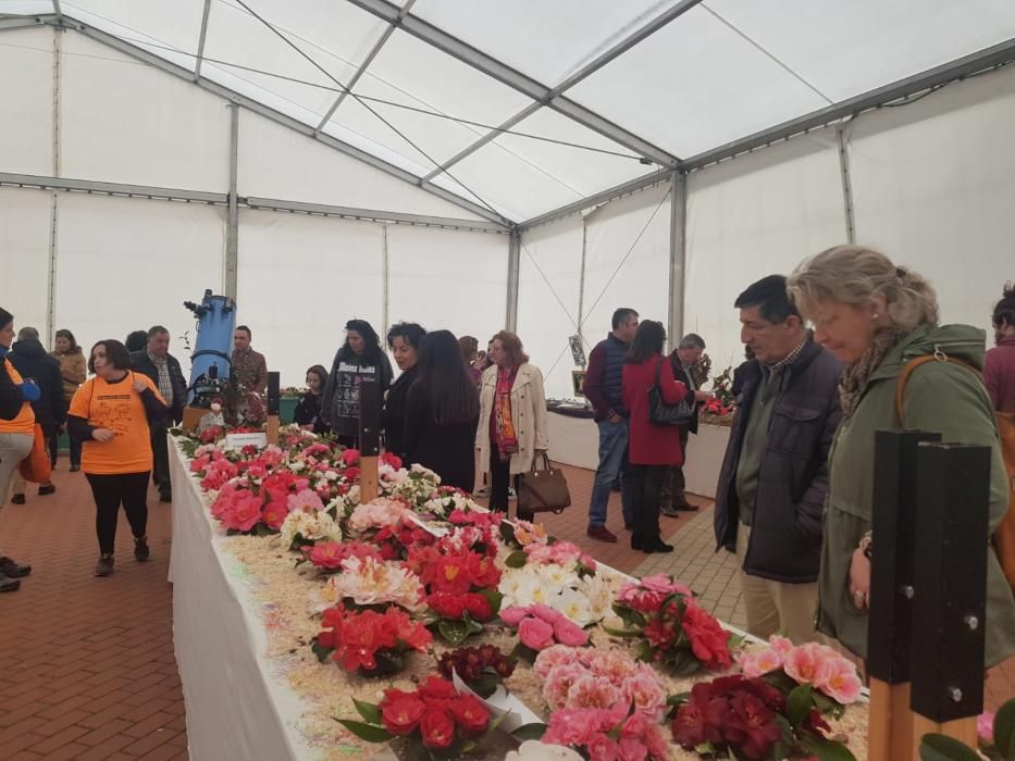 Éxito de la muestra de camelias en Luarca