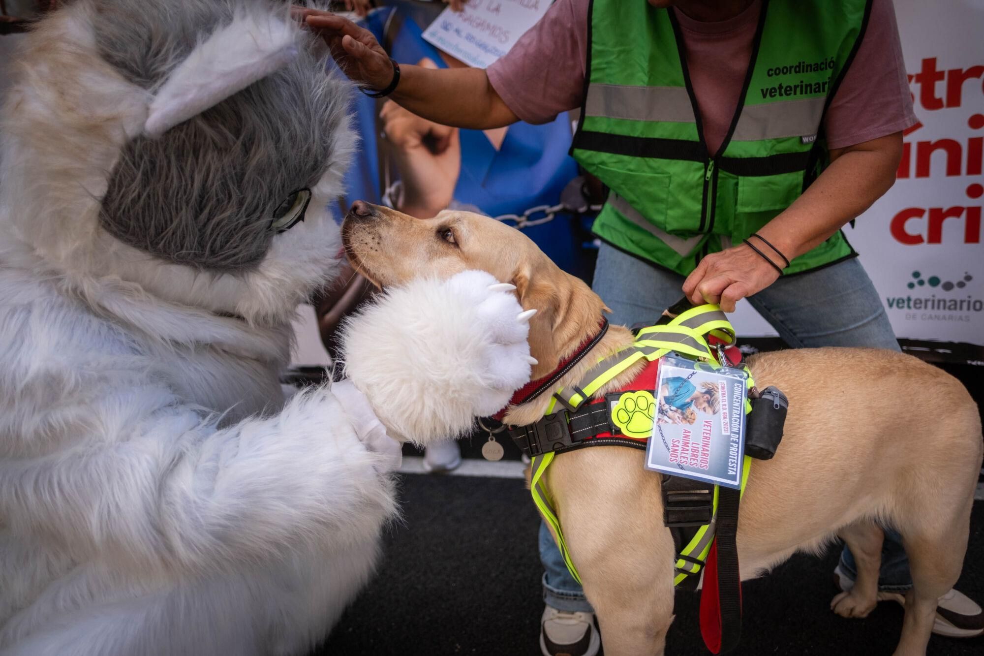 Los veterinarios  de Tenerife se manifiestan contra el decreto que les impide suministrar antibióticos a las mascotas.