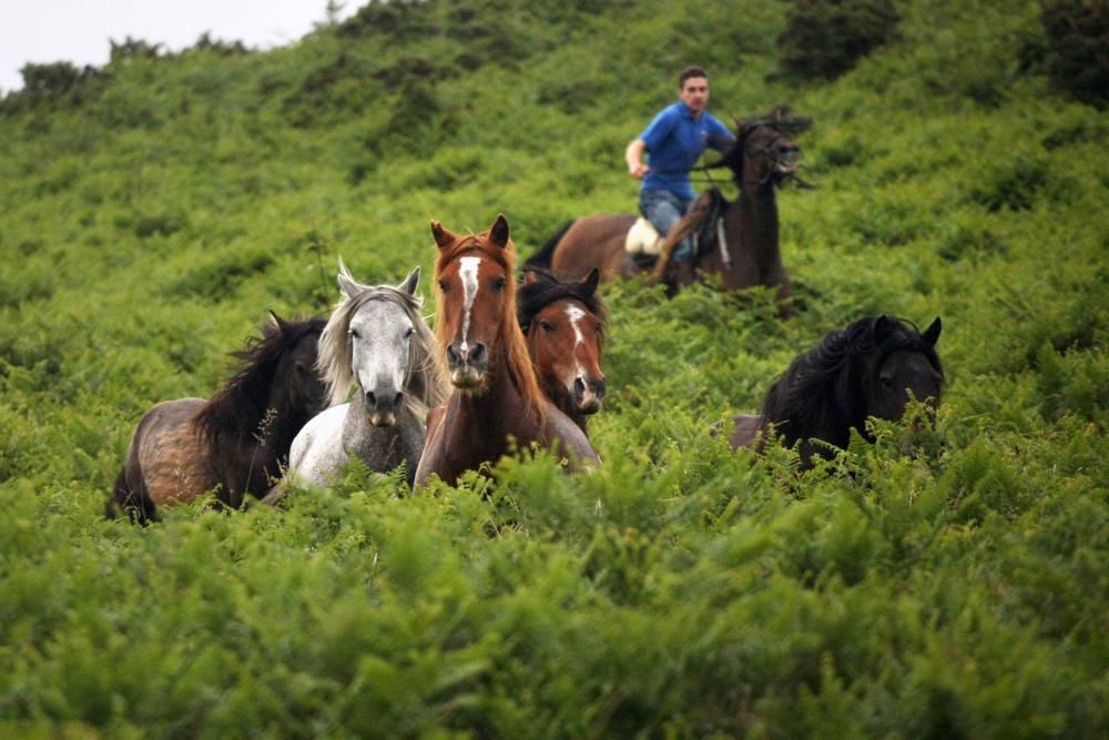 Diferentes grupos de personas fueron tratando de reunir a los caballos de los montes vecinos y conducirlos hasta O Peón