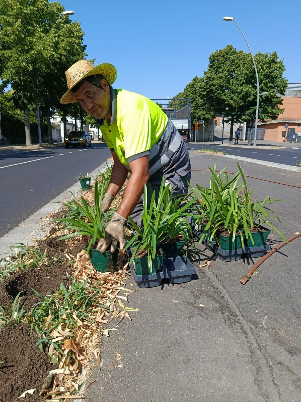 Un operari plantant plantes arbustives.