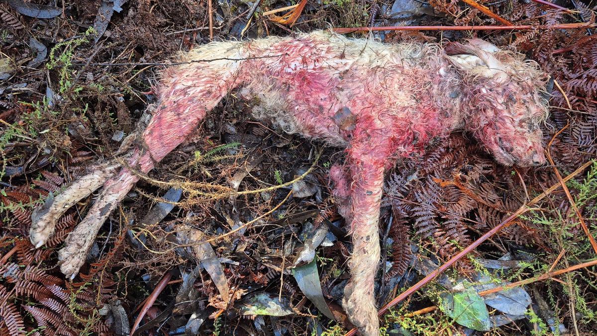 Grifón atacado por los lobos el fin de semana.