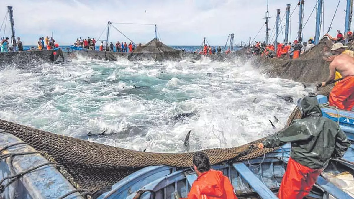 Atún rojo, el tesoro del mar entre ronqueo, almadrabas y alta cocina
