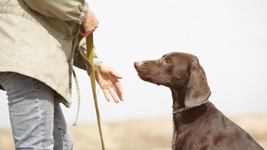 Veterinarios advierten de las graves consecuencias de la procesionaria en perros