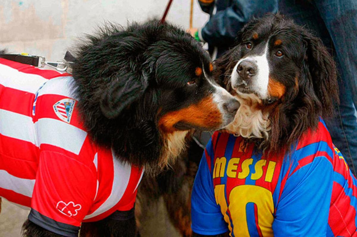 Una curiosa convocatòria canina -amb motiu del pròxim enfrontament de la Copa del Rei entre el Barça i l’Athletic de Bilbao- ha reunit diversos gossos vestits amb els colors del seu equip, al municipi càntabre de Castro Urdiales.