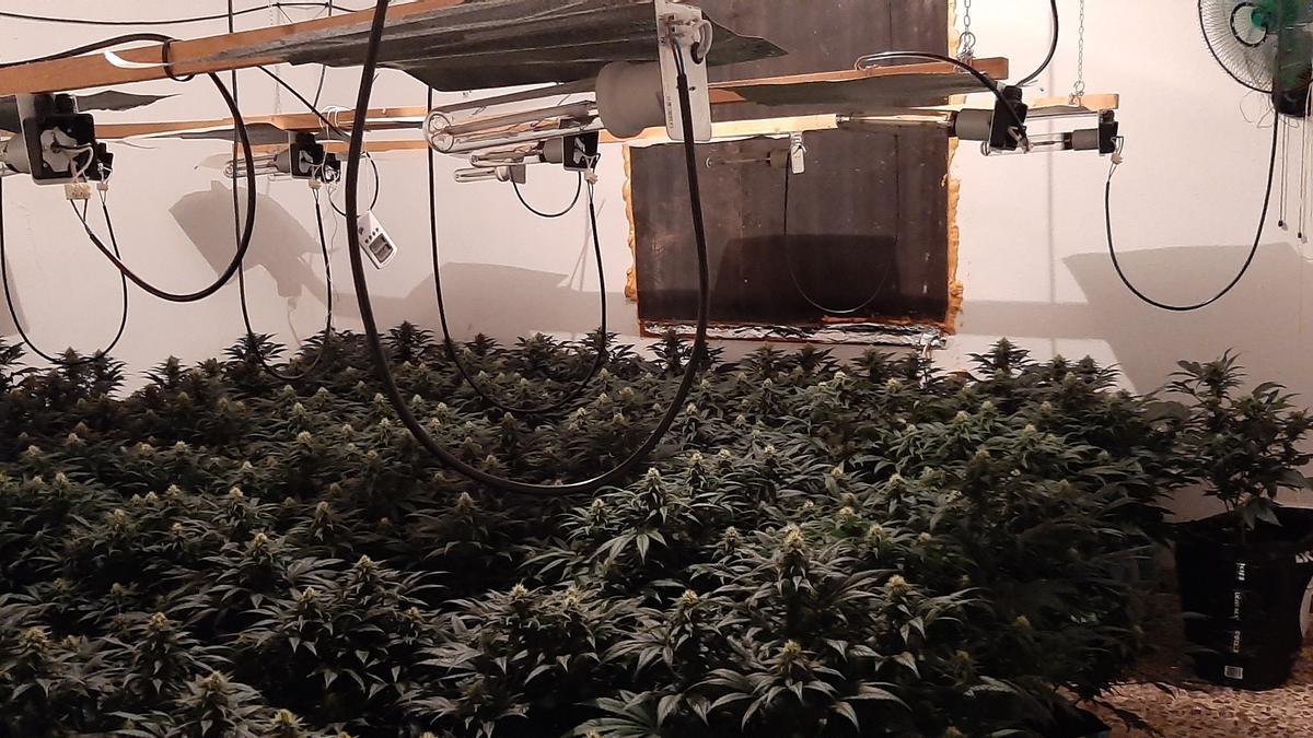 Plantas de marihuana halladas en una de las viviendas tras los registros.