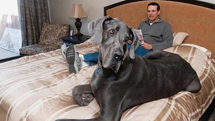 GRAN DANÉS DOGO ALEMÁN | Giant George, cómo fue uno de los perros más  grandes del mundo