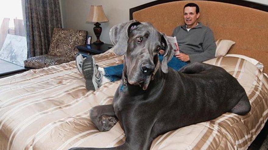 La historia de uno de los perros más grandes del mundo: Giant George