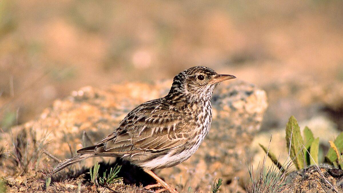 Fuerte declive de las aves de ambientes agrarios