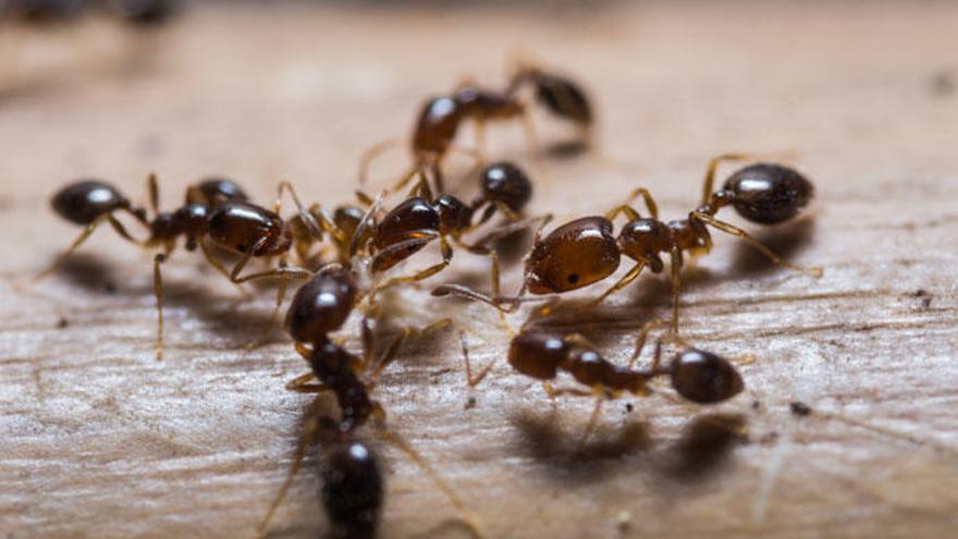 Descubren cómo las hormigas pueden tener hasta una docena de