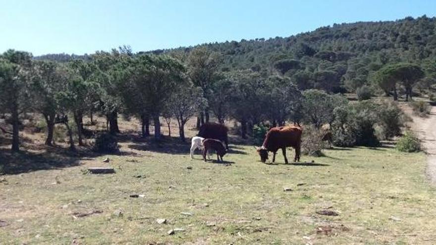 Bestiar pasturant a la zona on s&#039;han fet treballs contra incendis