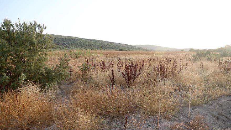 La laguna de Jarata de Montilla contará con un observatorio