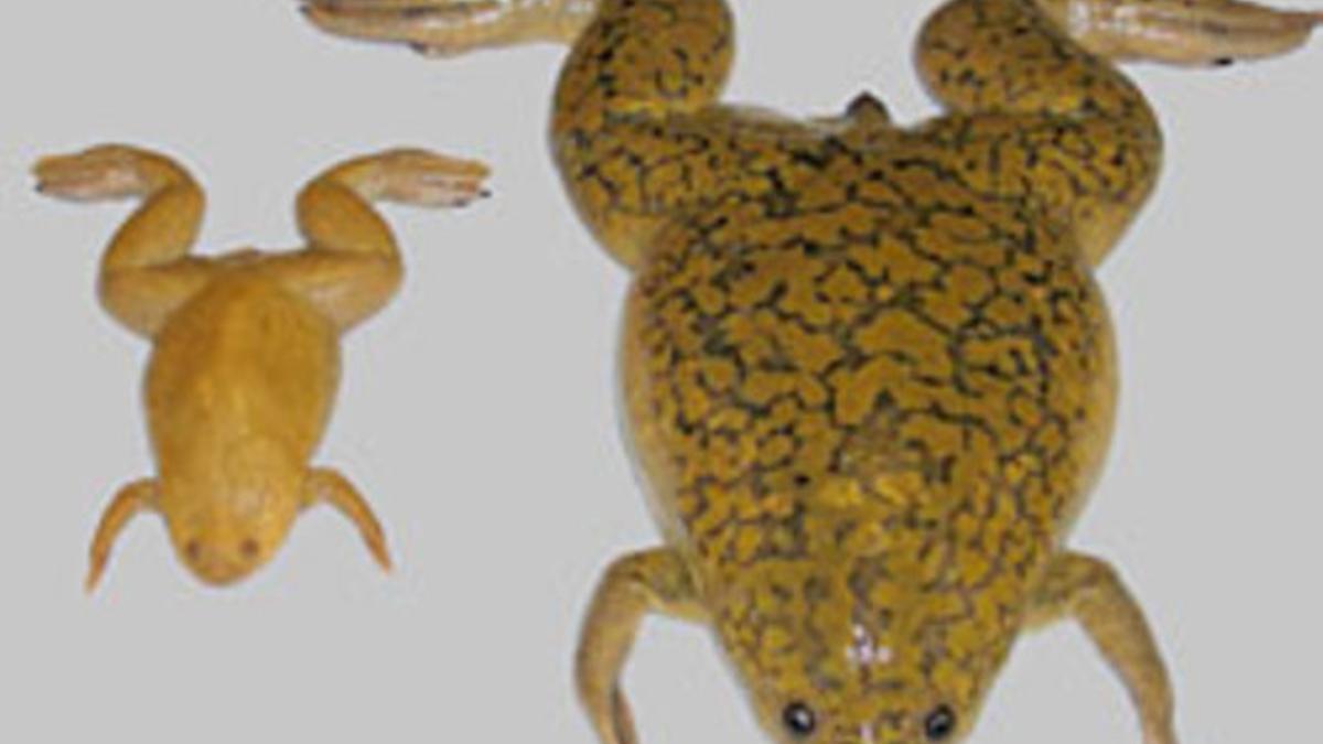 Dos especies de rana Xenopus: la 'X. tropicalis' (izquierda), empleada en la investigación, y la más habitual 'X. laevis'.