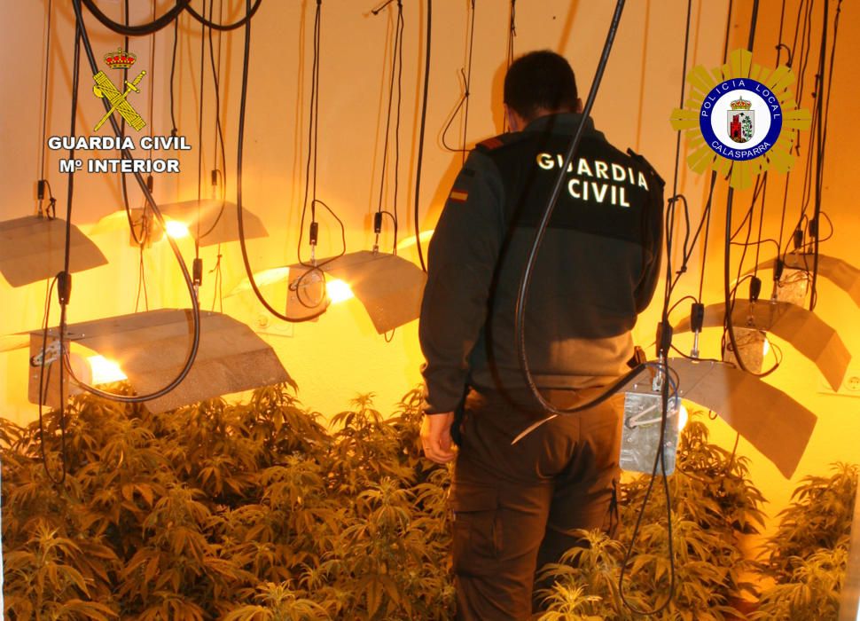 Desmantelado un invernadero clandestino de marihuana en Calasparra