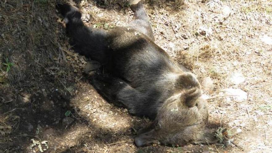 El oso de Moal murió entre una y dos horas después del disparo