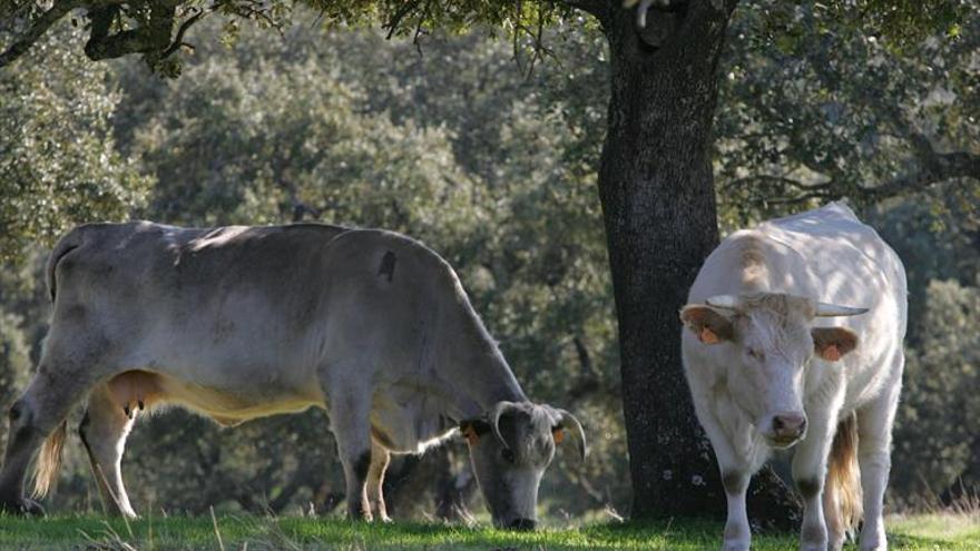 COAG defiende la sostenibilidad de la carne de vacuno andaluza