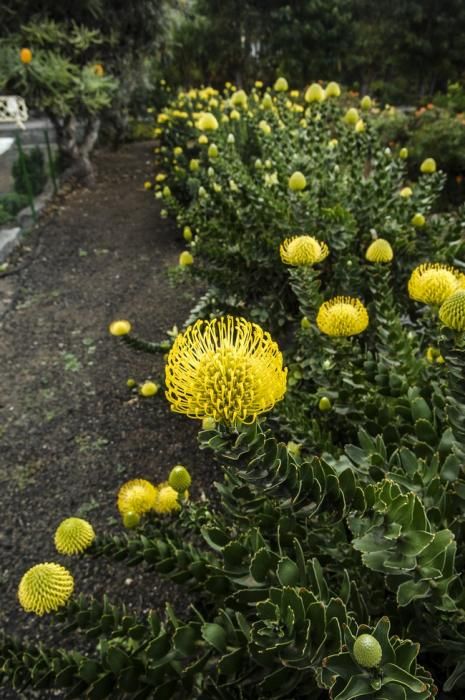 Plantación de proteas