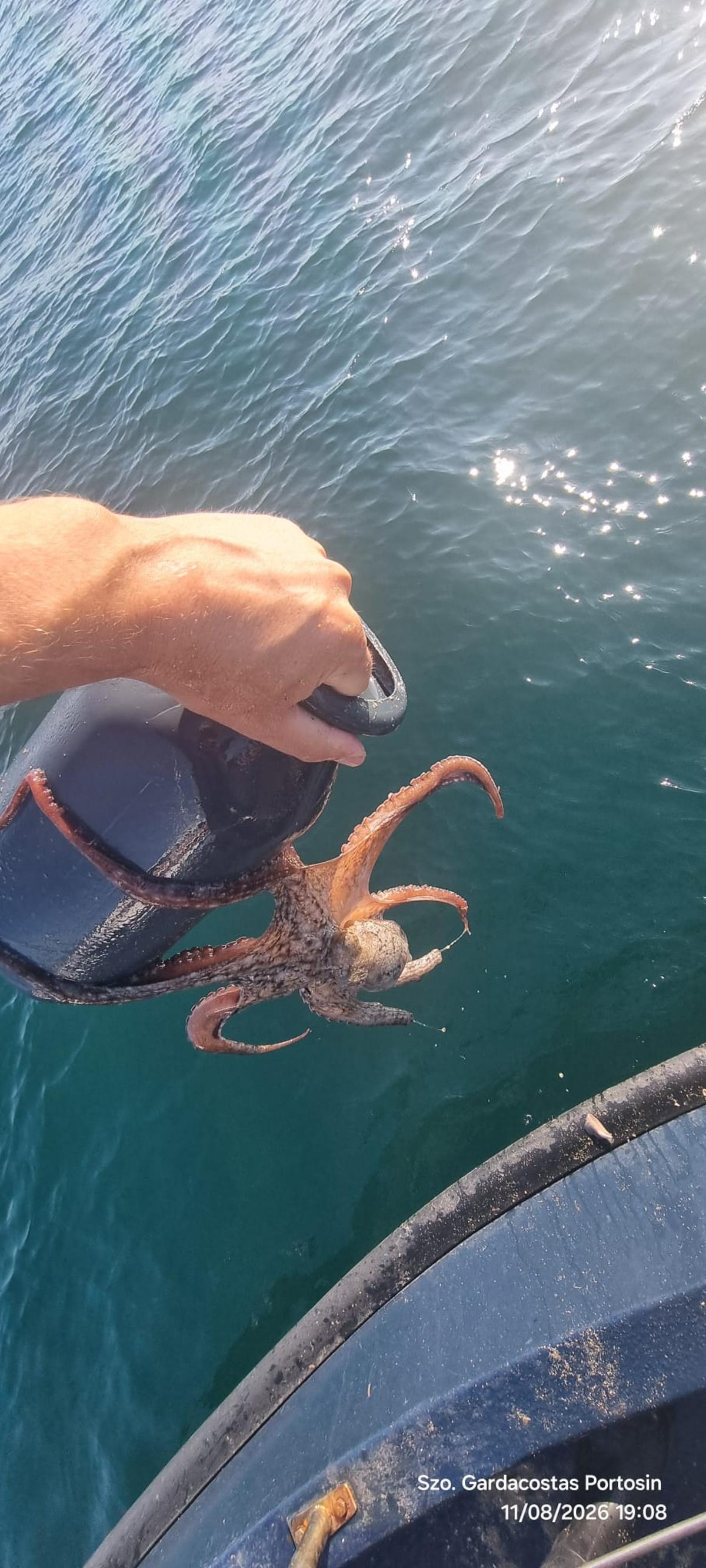 Un ejemplar de pulpo incautado en Portosín.