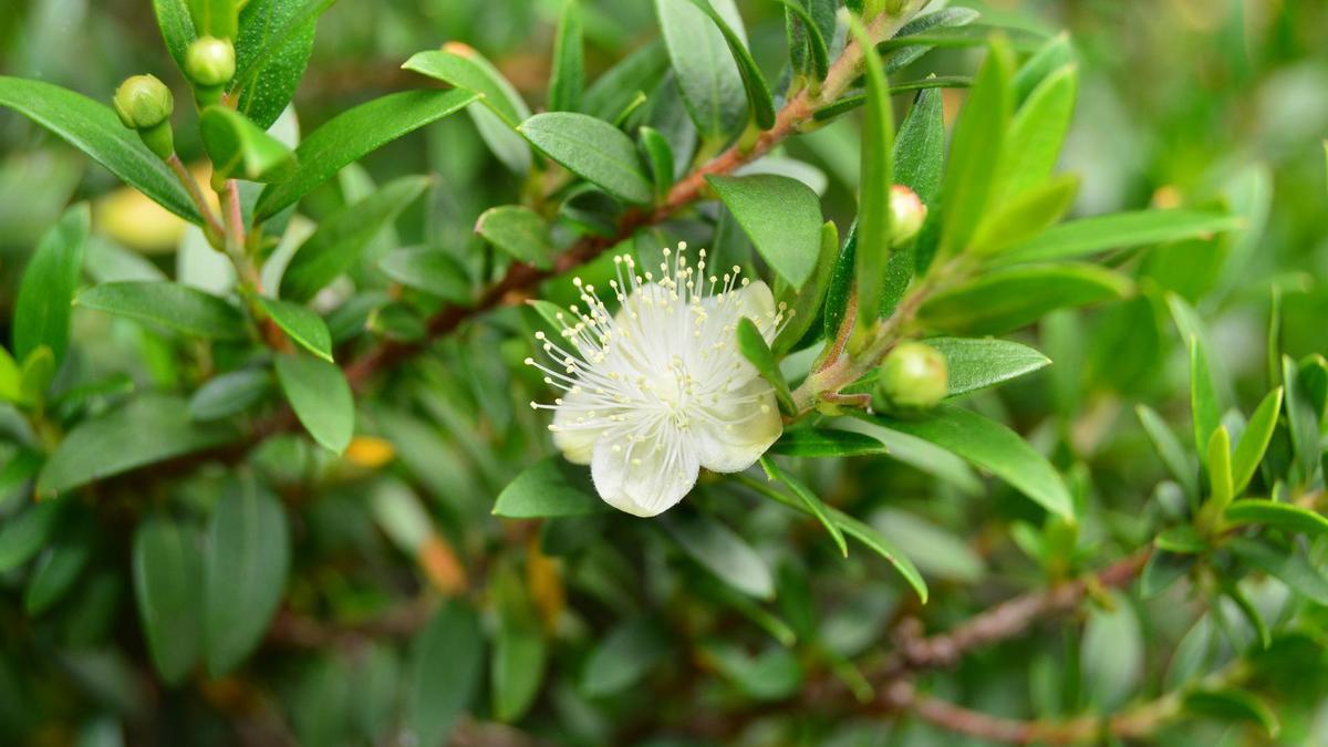 Las flores del mirto desprenden un agradable aroma