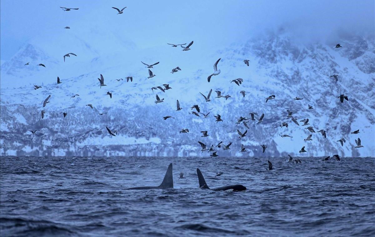 Vista de los lomos de las orcas sobresaliendo del agua, el pasado 17 de enero cerca de Tromso (Noruega)