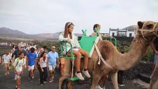 'Andrés' y 'Aída' atraen todas las miradas en la vendimia tradicional en La Geria, en Lanzarote