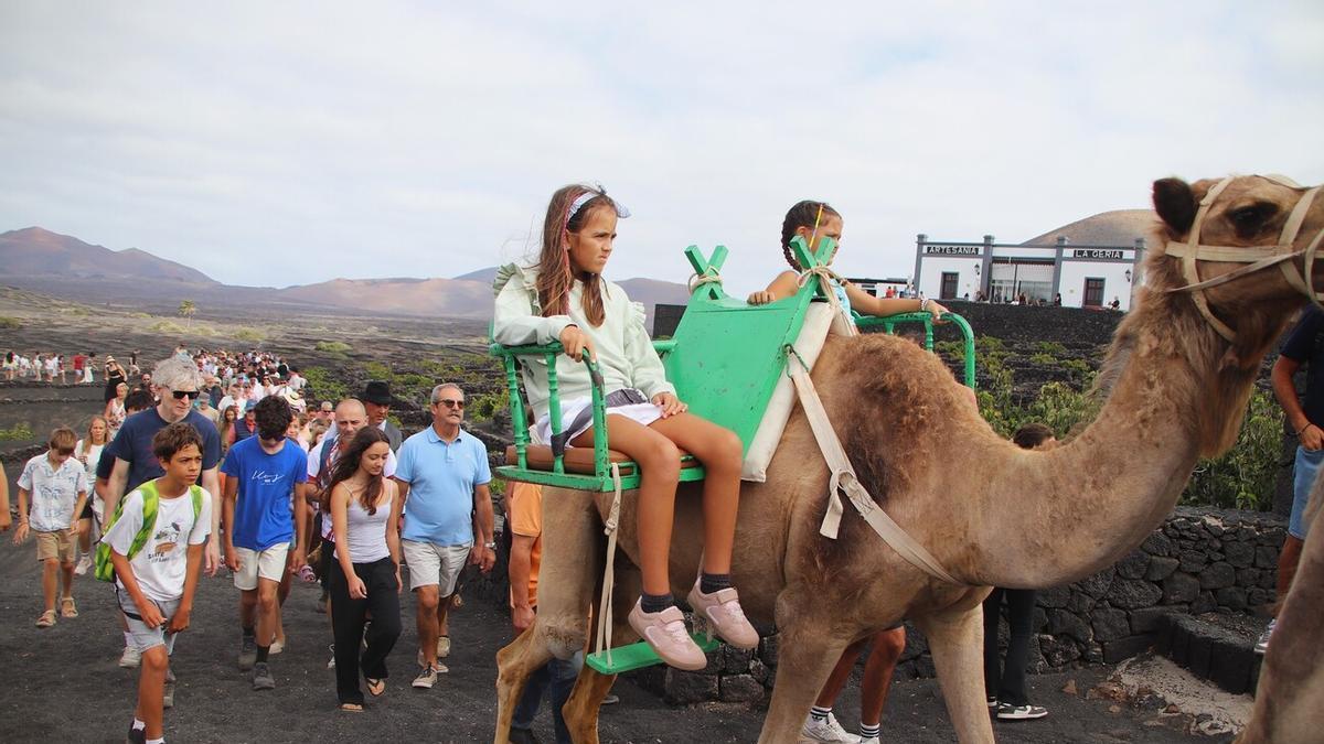 ‘Andrés’ y ‘Aída’ atraen todas las miradas en la vendimia tradicional en La Geria, en Lanzarote