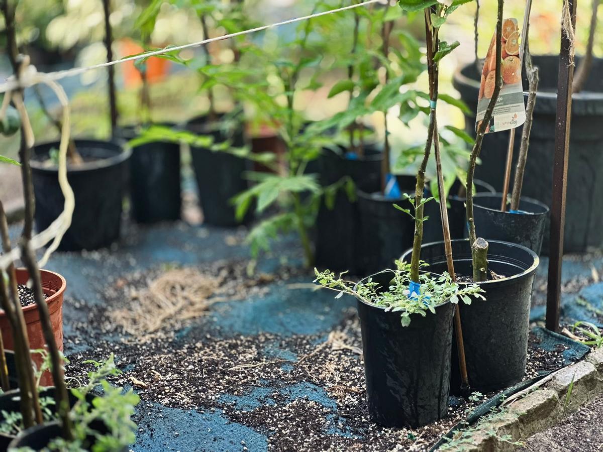 Mesas del Vivero Sujardín prácticamente vacías tras los sucesivos robos.