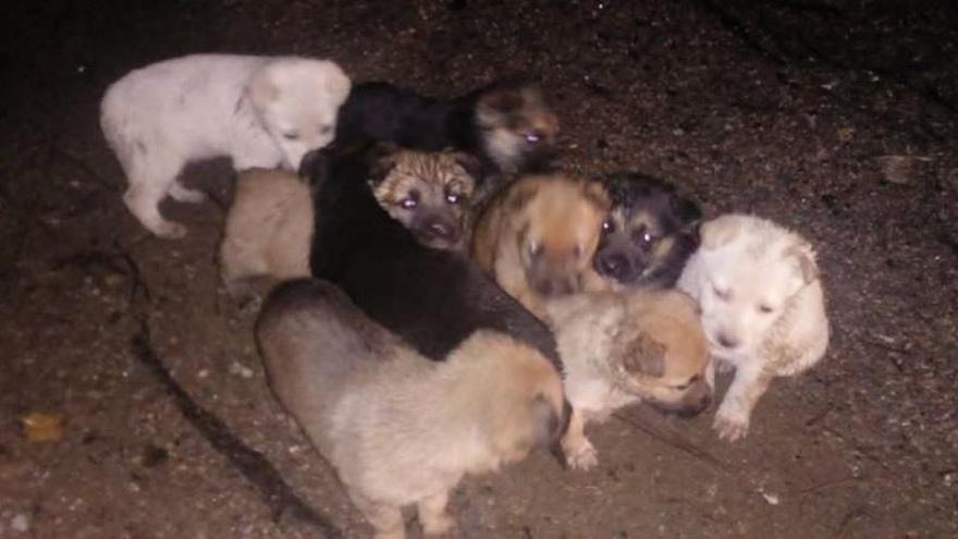 Los cachorros abandonados.