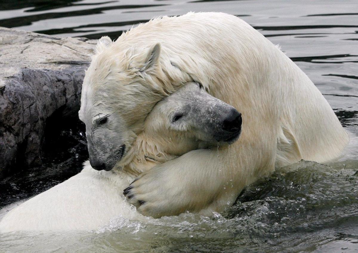 Más de 50 osos polares invaden un archipiélago ruso