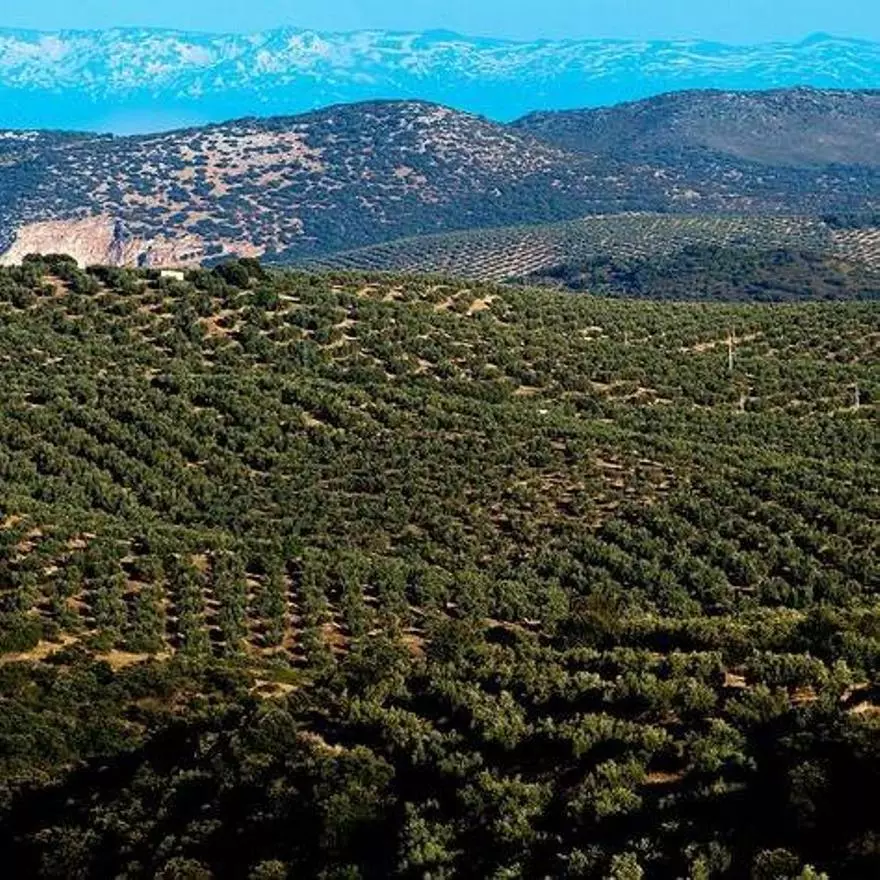 La cima sobre el mar de olivos que espera a La Vuelta