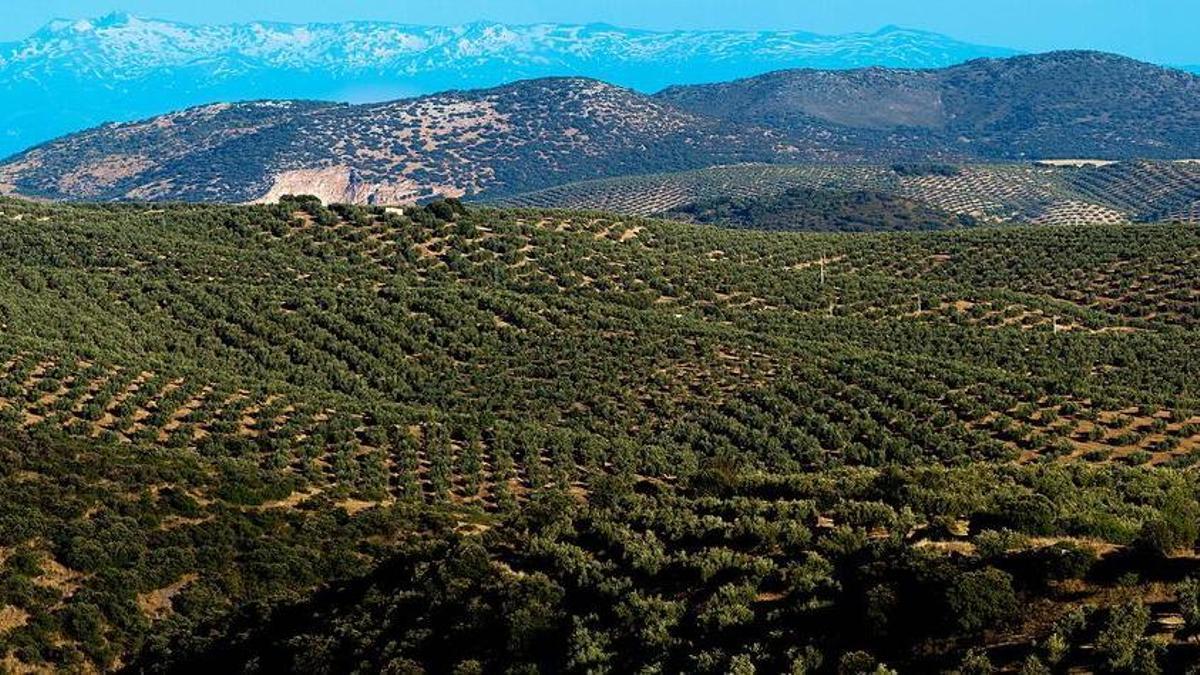 La cima sobre el mar de olivos que espera a La Vuelta