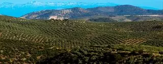 La cima sobre el mar de olivos que espera a La Vuelta