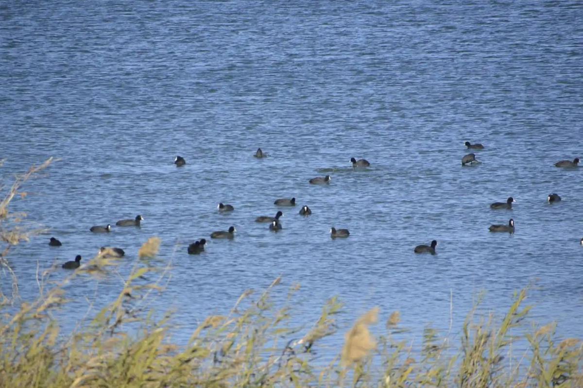 Reserva Natural Lagunas de Campillos