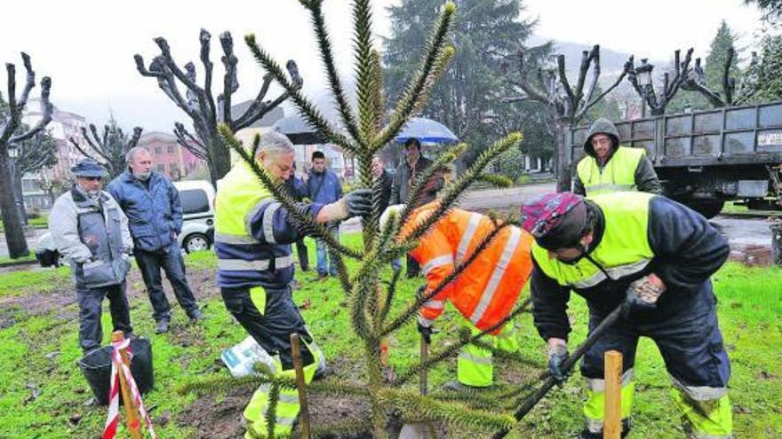 Los operarios municipales plantan la nueva araucaria en el parque de La Laguna.