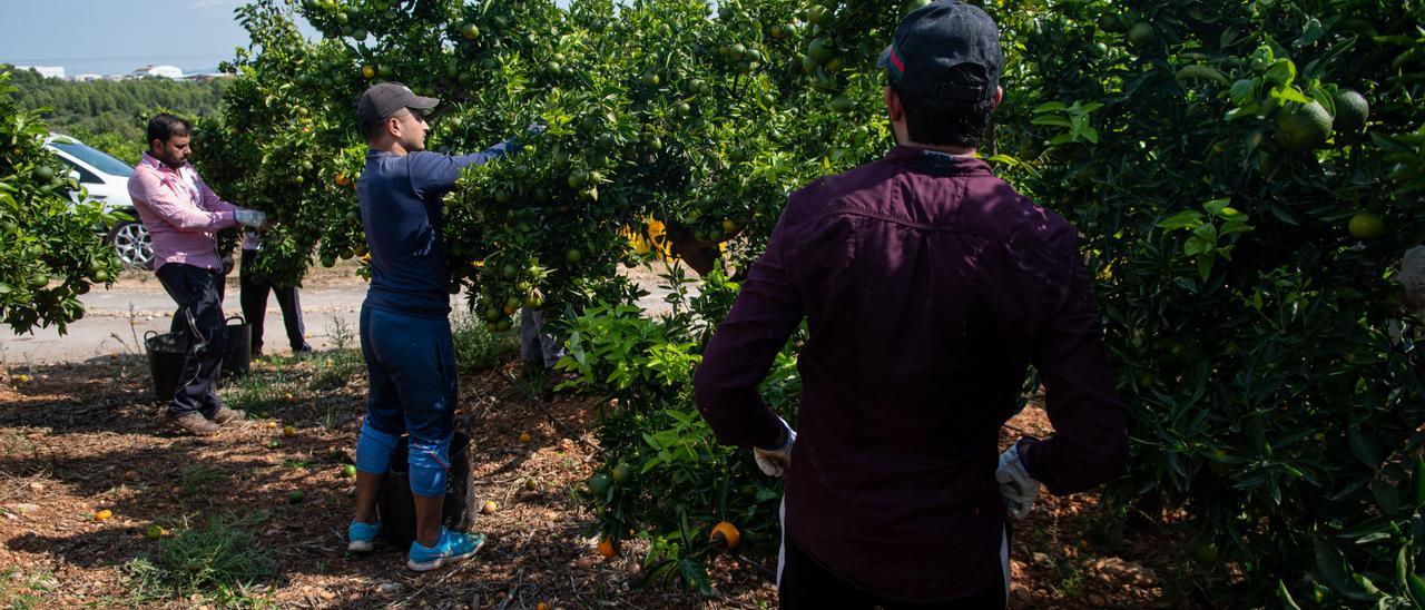 Un grupo de &#039;collidors&#039; trabaja en una finca citrícola de Betxí.