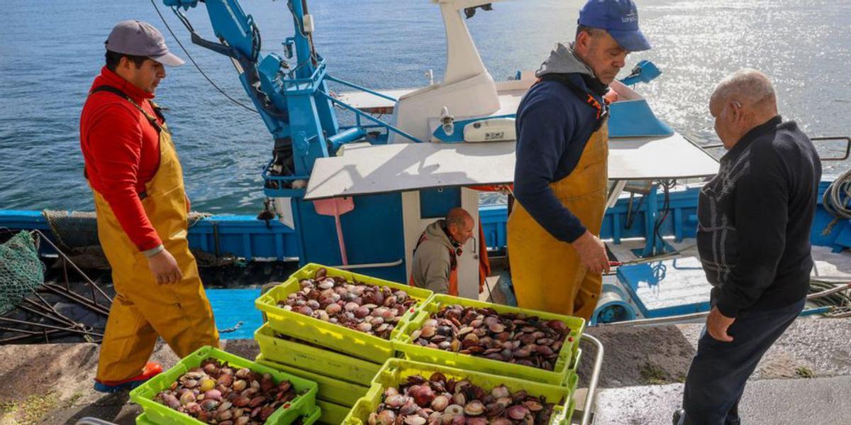 Descarga de volandeira en Cambados. |