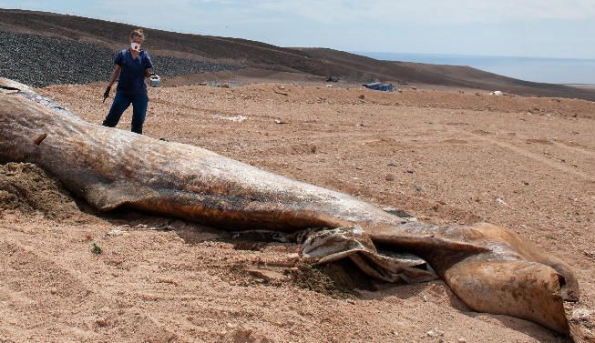 GRAFCAN3783. PUERTO DEL ROSARIO (FUERTEVENTURA), 13/04/2020.- Una veterinaria del Cabildo de Fuerteventura toma muestras durante la necropsia que se realizó este lunes en el vertedero de Puerto del Rosario al cachalote hallado muerto en la playa de Cofete, al sur de la isla, y que presentaba numerosas mordeduras. EFE/ Carlos De Saá CAN NECROPSIA CACHALOTE