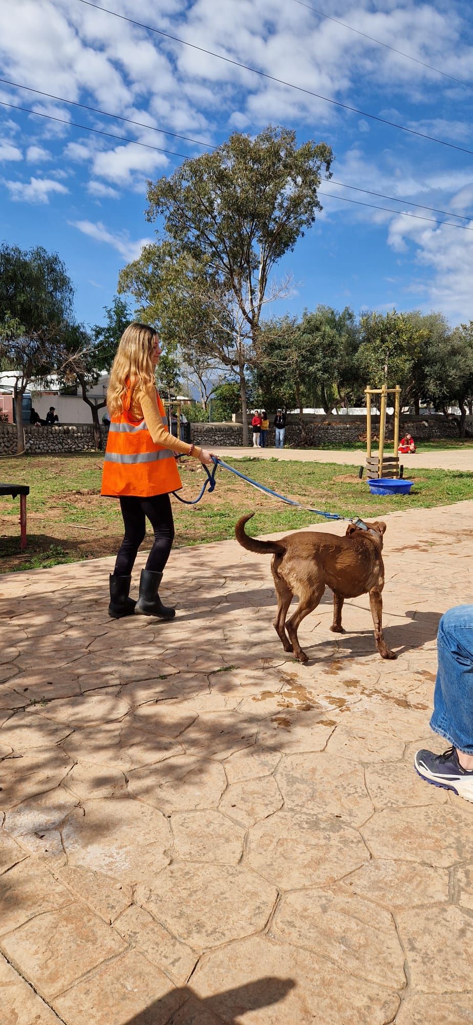 Así ha sido el desfile de Peluditos de Son Reus: Decenas de perros buscan un hogar en Mallorca