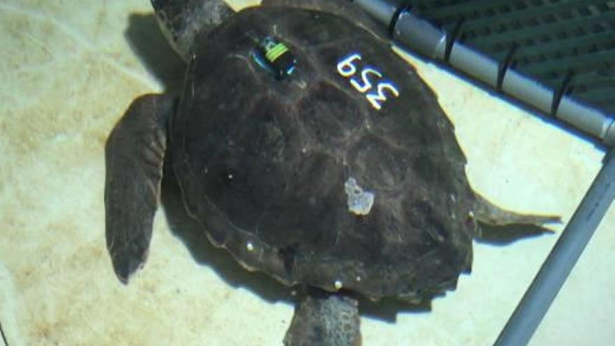 L&#039;Oceanogràfic recupera  ya a seis tortugas en 2018
