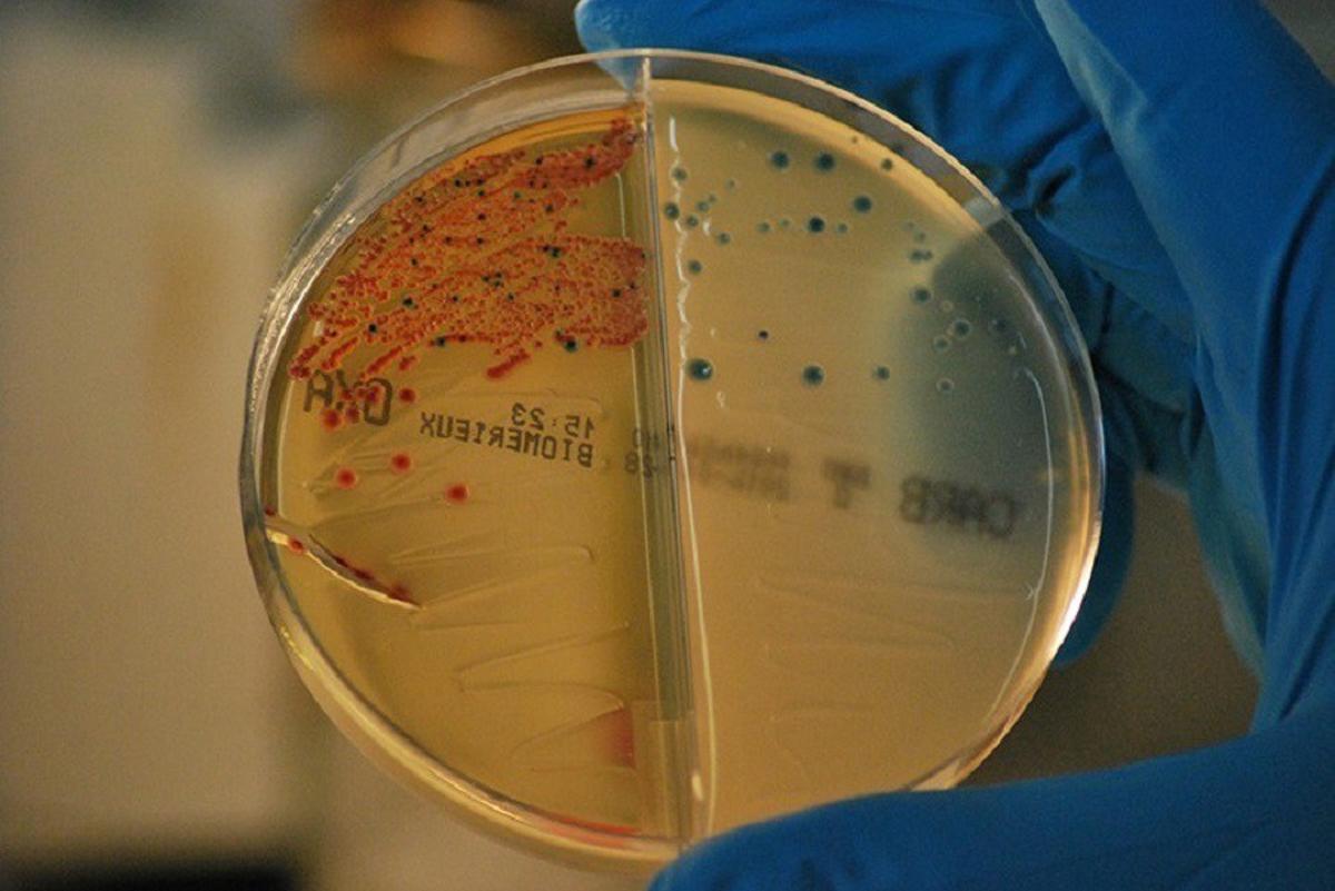 Una píndola amb un bacteri venç la resistència a antibiòtics en pneumònies