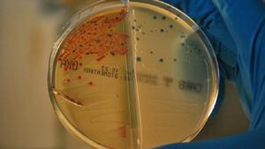 Una píndola amb un bacteri venç la resistència a antibiòtics en pneumònies