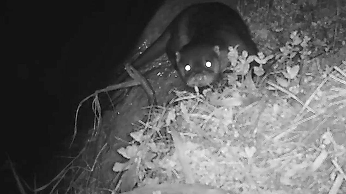 Imagen de una nutria en la Vall d’Albaida en uno de los fototrampeos realizados por l’Arrel.