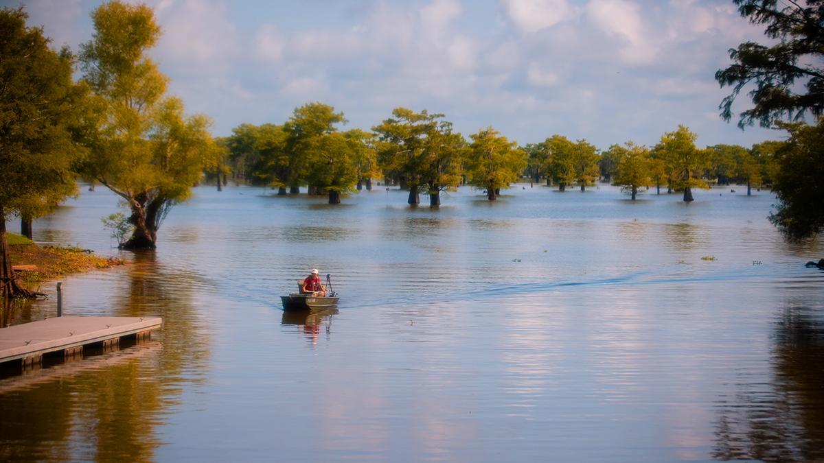 Atchafalaya Basin, una inmensa cuenca de bayous, lagos y bosques inundados.
