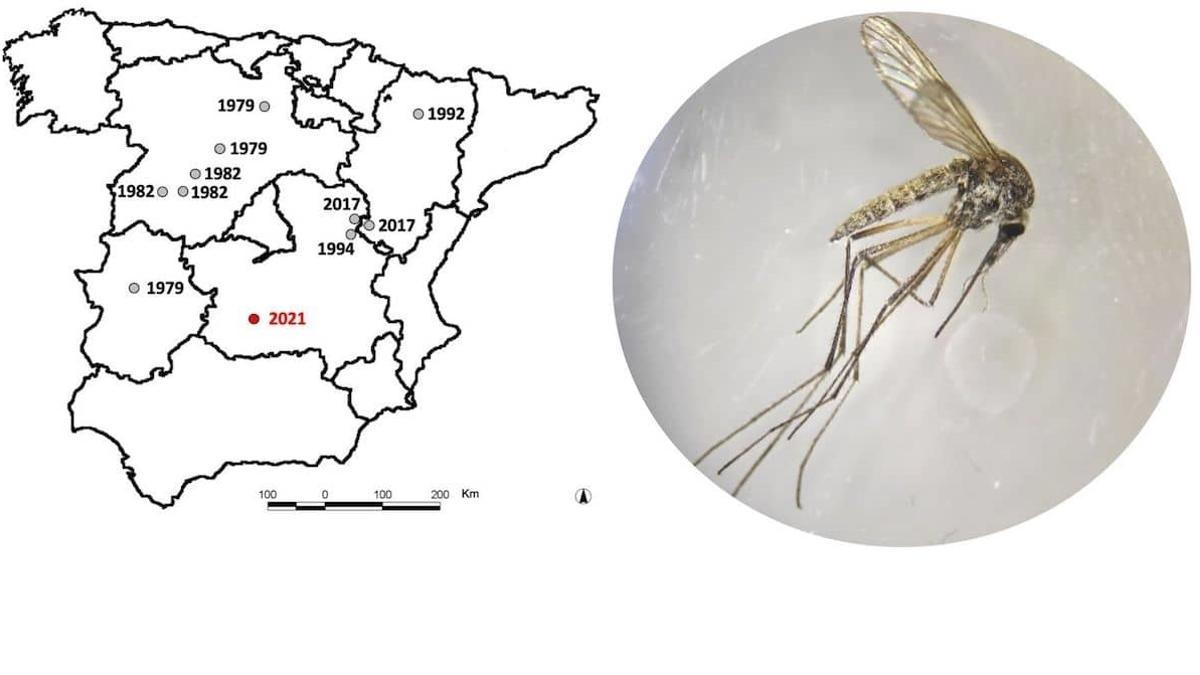 El mosquito de la nieve se extiende hacia el sur de España