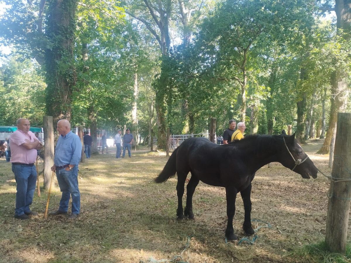 La feria sin vacas de San Pedro de Mallecina, en Salas, en imágenes