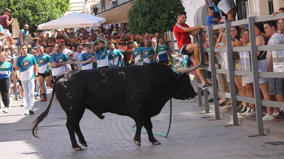 Vecinos, turistas y participantes en una de las sueltas del toro de cuerda en Carcabuey.