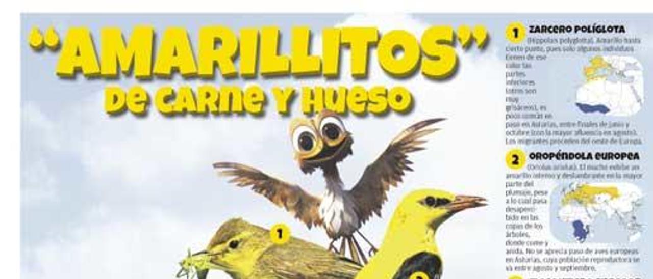 &quot;Amarillitos&quot; de carne y hueso