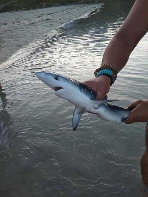 Un tiburón azul sorprende a los bañistas en Marín