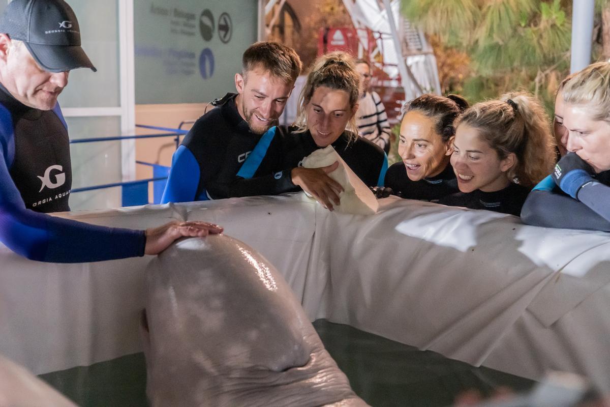 Cuidadores del Oceanogràfic y experto de Georgia Aquarium junto a una de las dos belugas