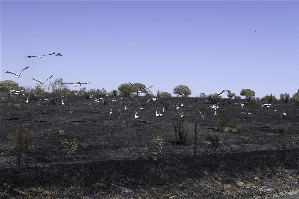 Incendio forestal en Cáceres