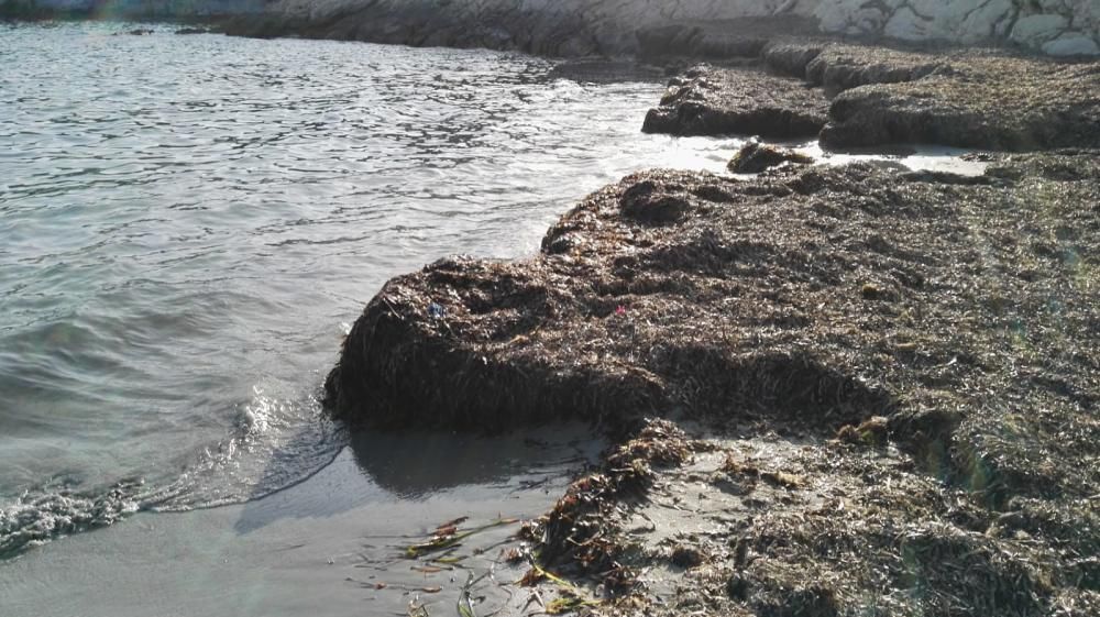 Las playas de la Coveta Fumà, llenas de algas